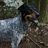 Fotomontaje con cabezas de animales